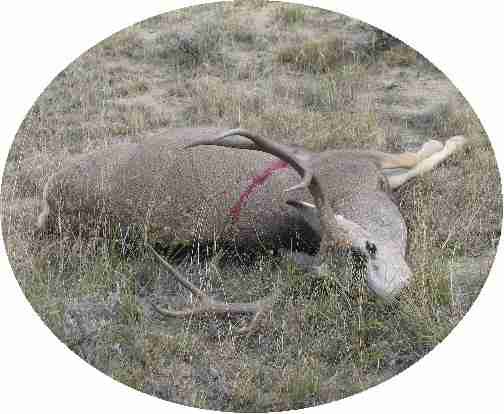 Joe sFrancis Plbuck2004-2.jpg