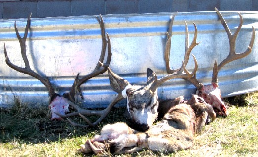 TheGoodBad UglyO BrienCamp2005.jpg